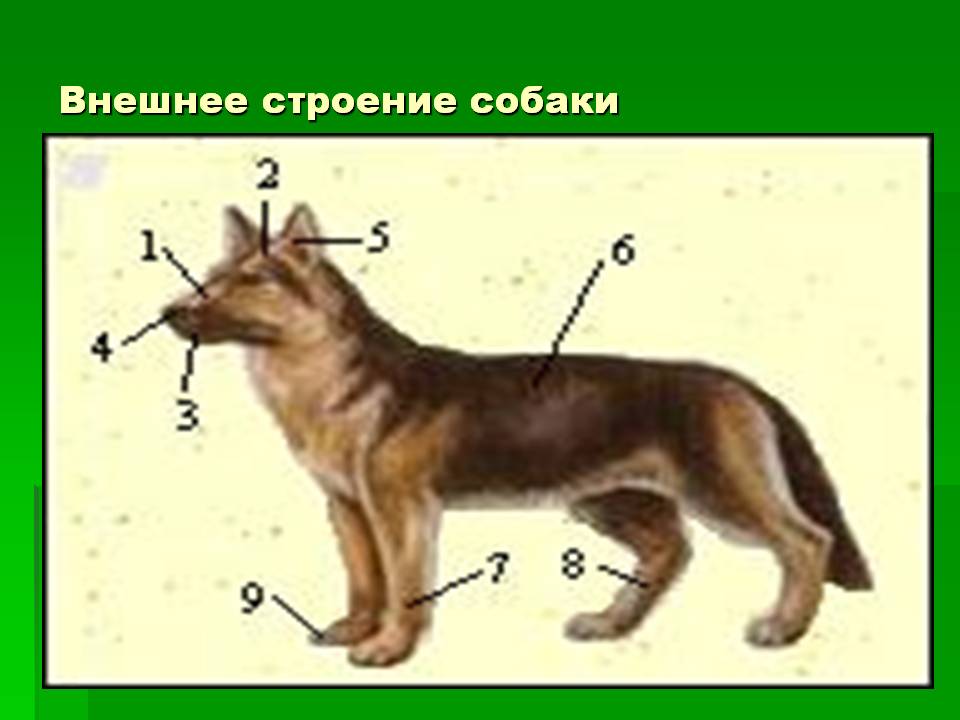 Огэ биология собака. Внешнее строение млекопитающих схема. Внешнее строение млекопитающих 7 класс биология. Внешнее строение млекопитающих собака. Внешнее и внутреннее строение собаки.