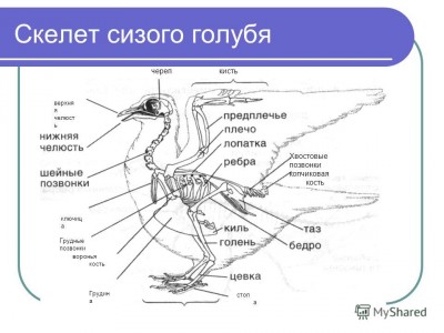 Схема внешнего строения птицы