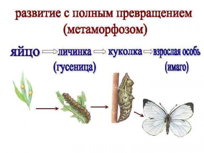 Схема полного превращения насекомых